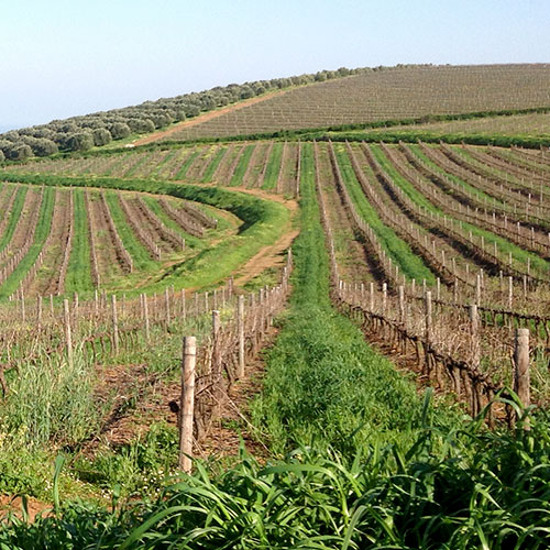 wine farm