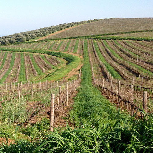 wine farm wine farm