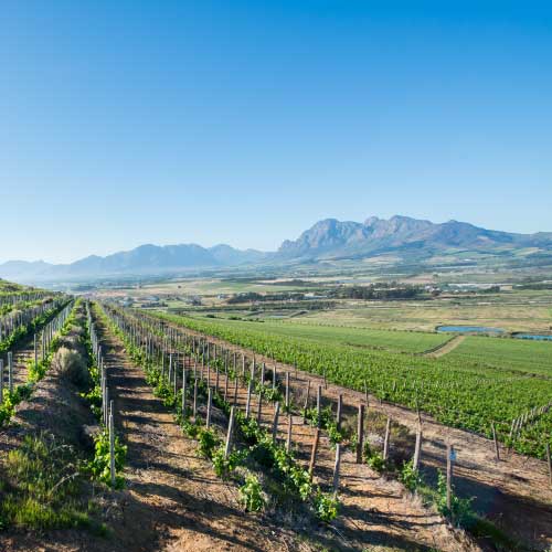 paarl vineyard paarl vineyard