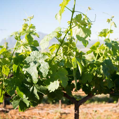 stellenbosch wine stellenbosch wine
