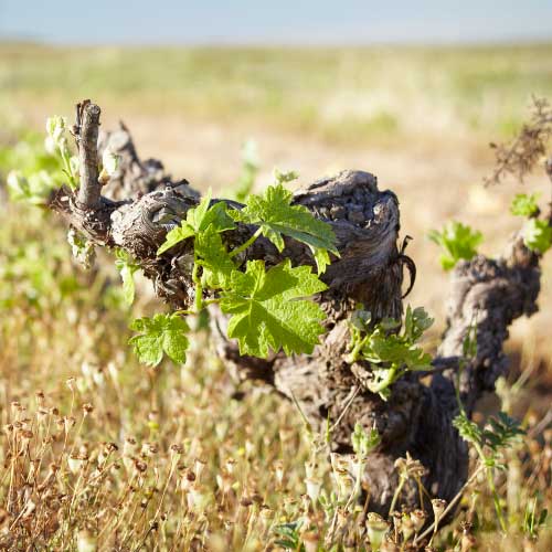 swartland vineyards swartland vineyards