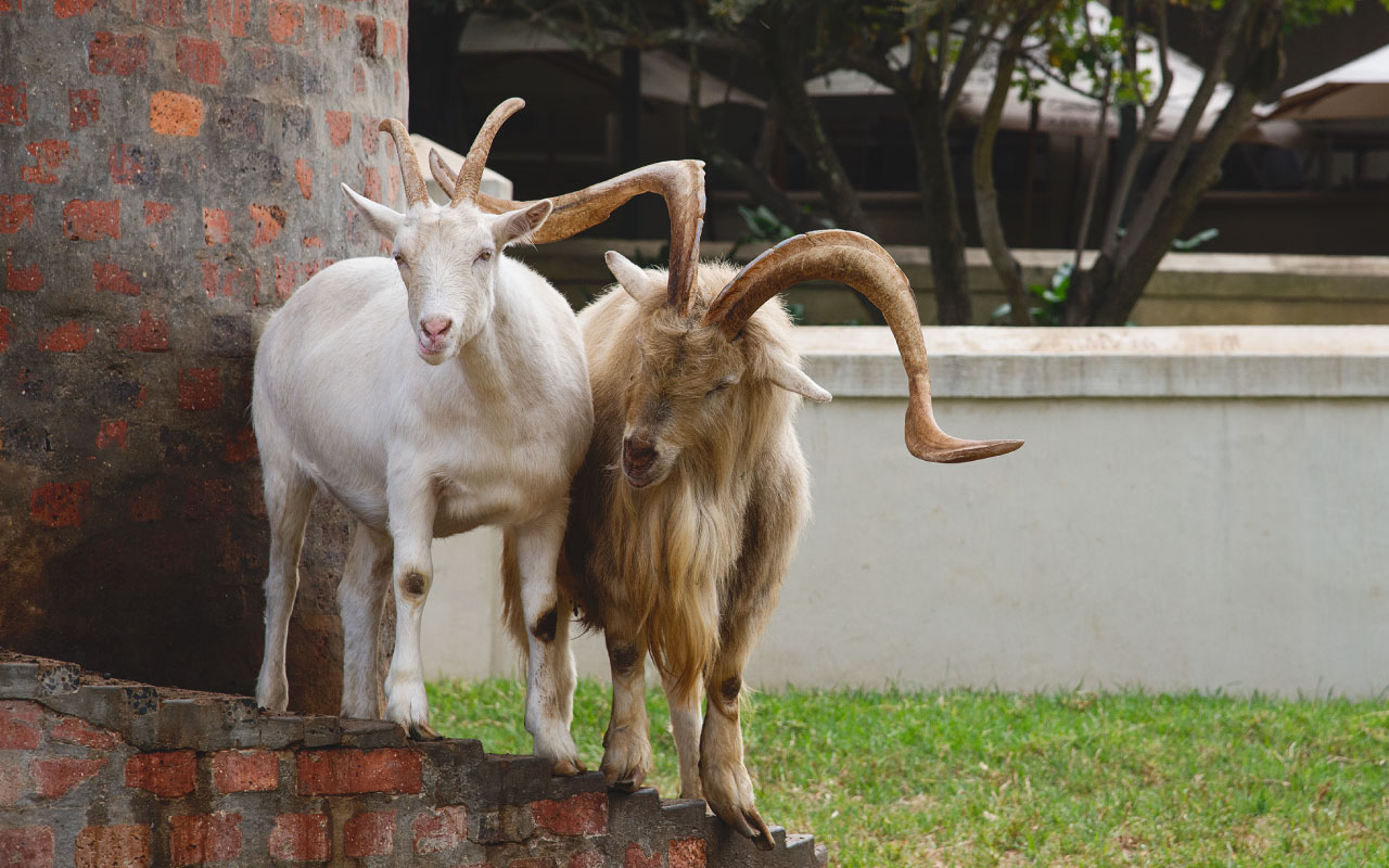Goats tale artwork for Fairview wine