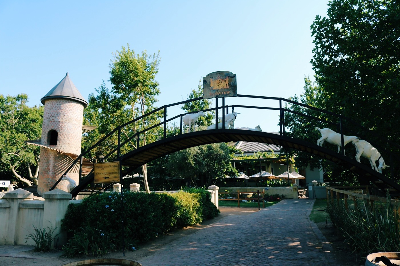 Visitors at Fairview vineyard tour
