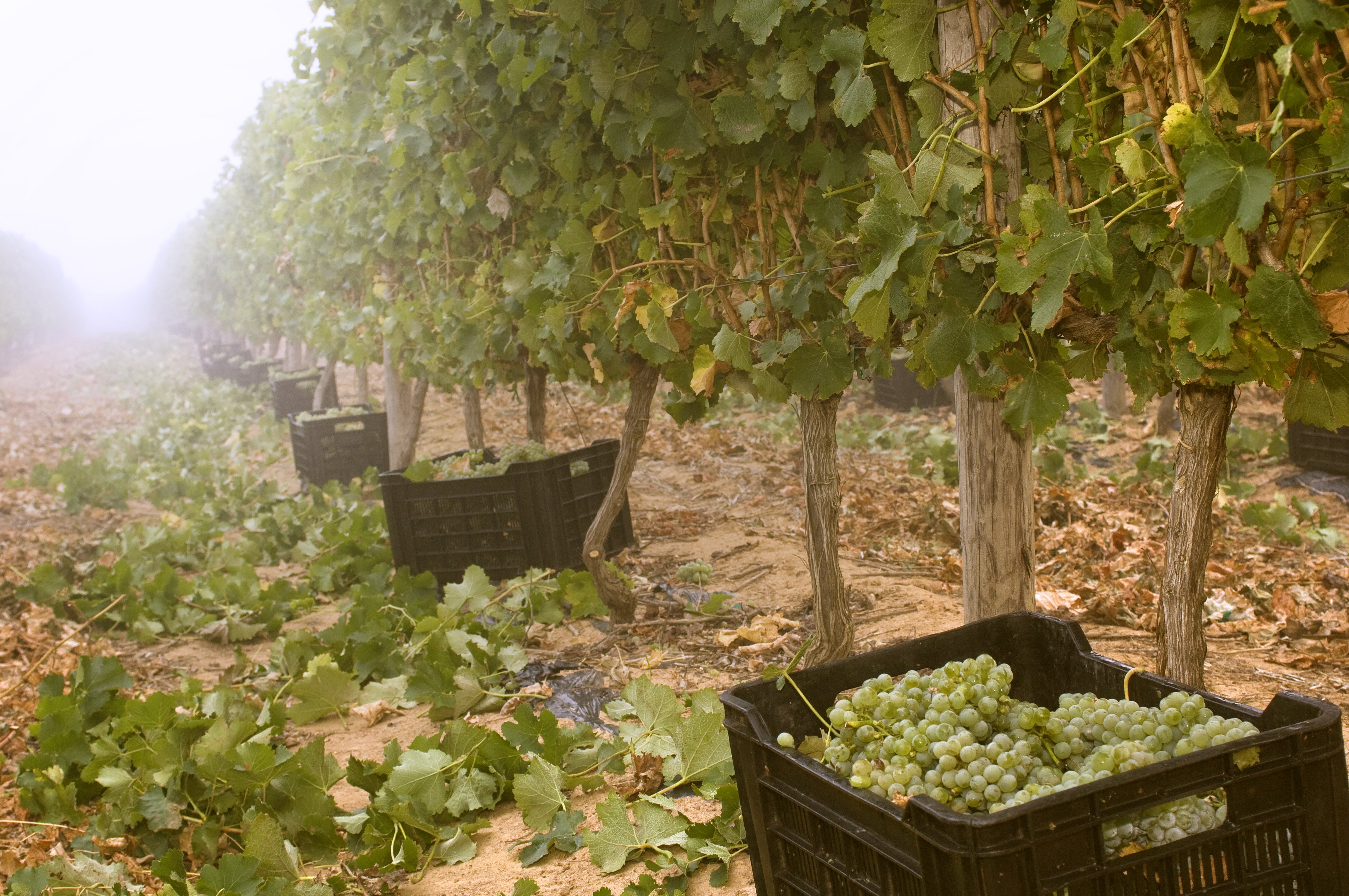 Fairview Harvest 2017