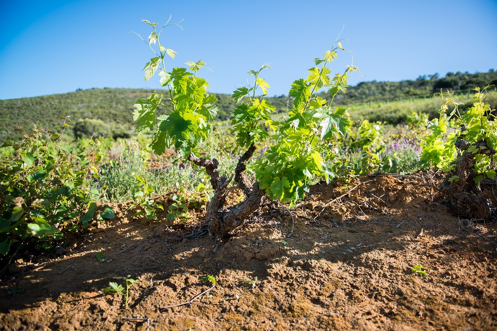 Fairview Vineyard