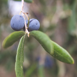 Fairview Olive Oil