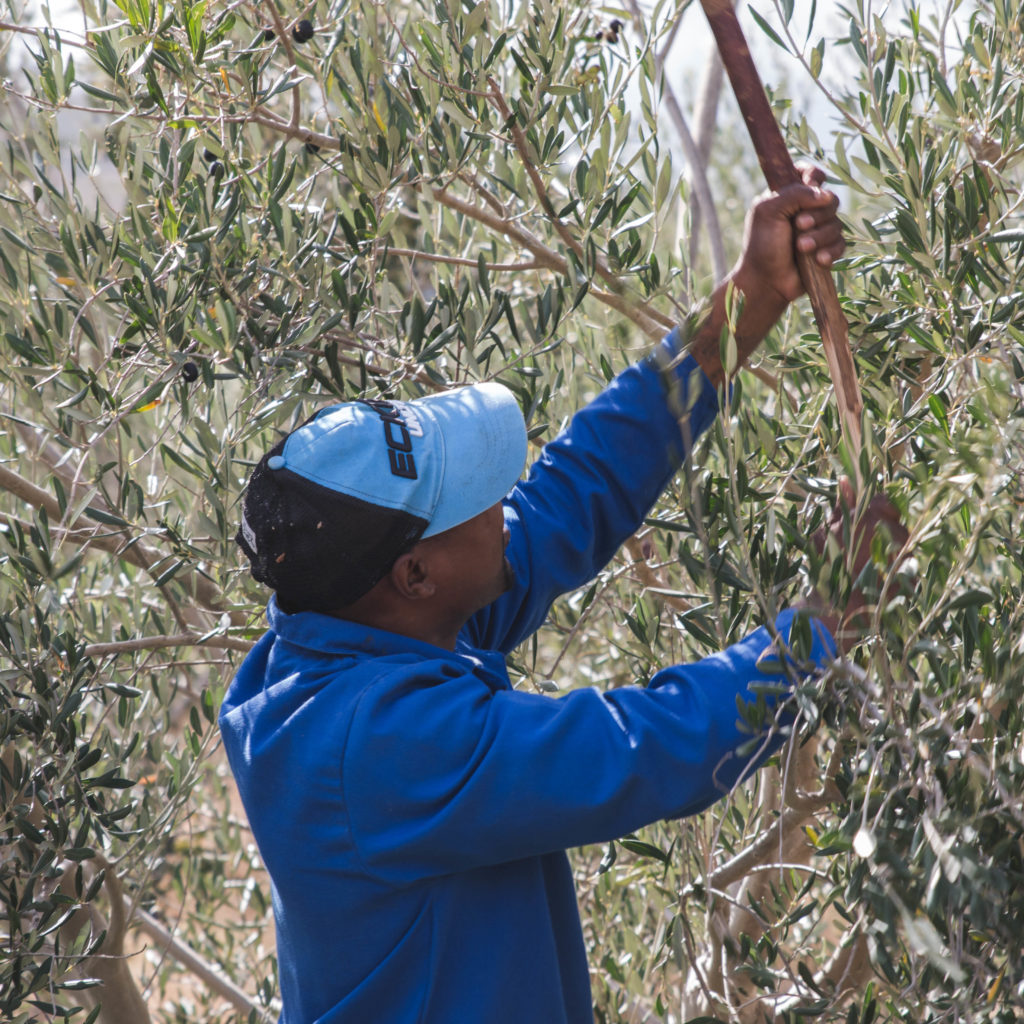 Fairview Olive Oil