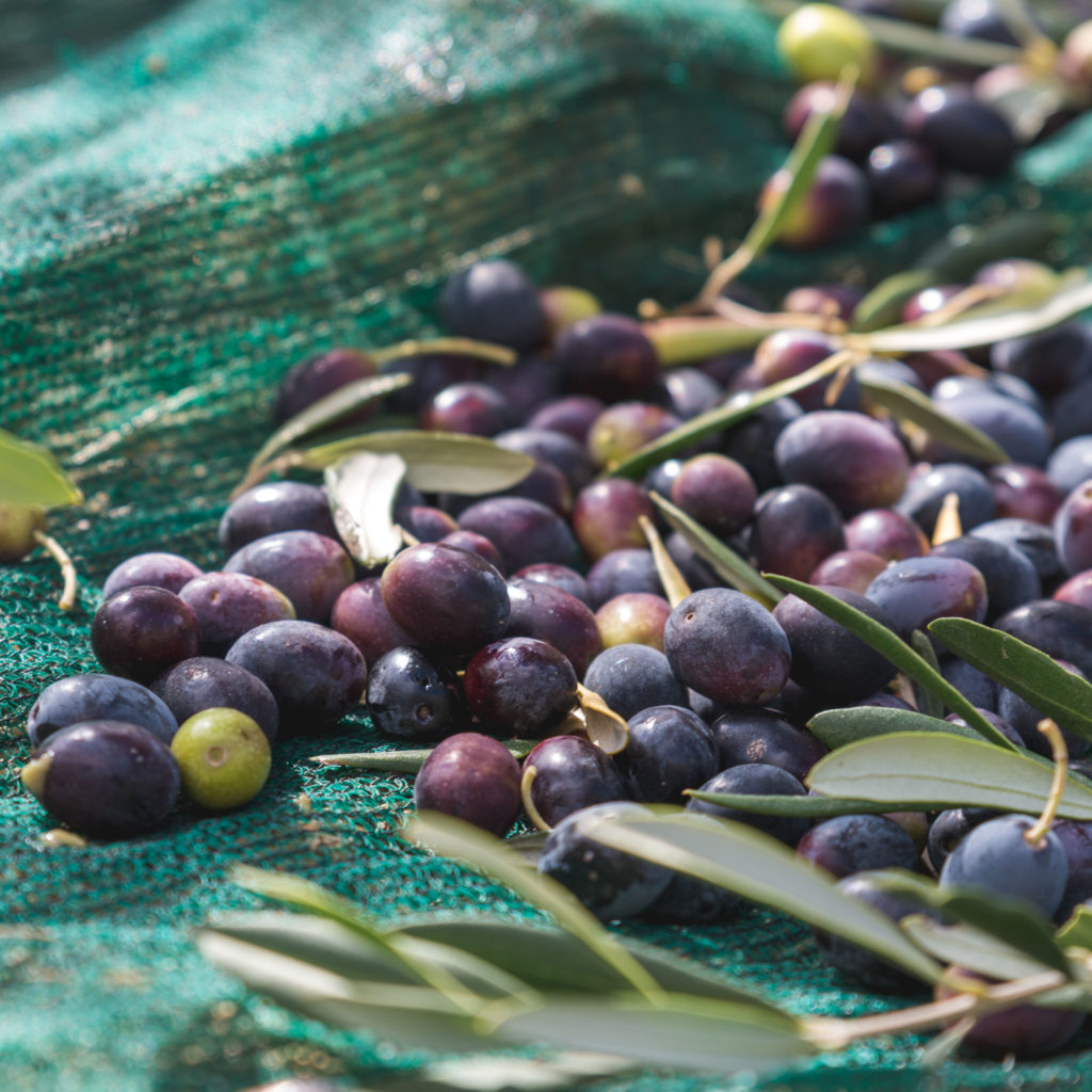 Fairview Olive Oil