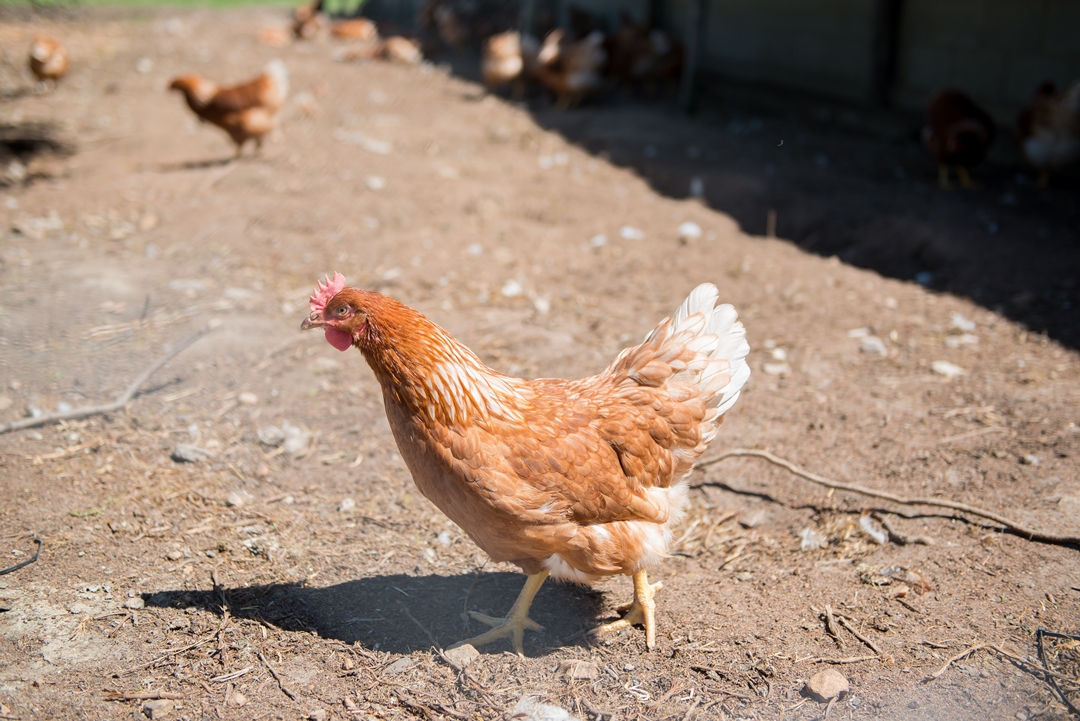 Fairview Free-Range Chickens