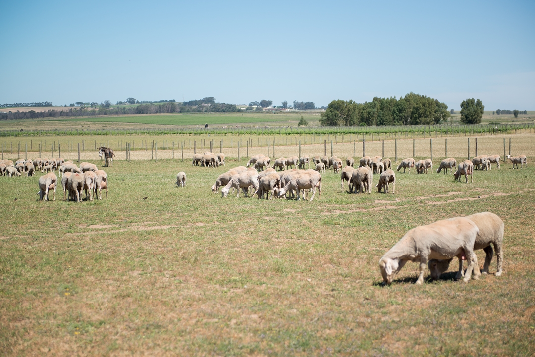 Fairview Free Range