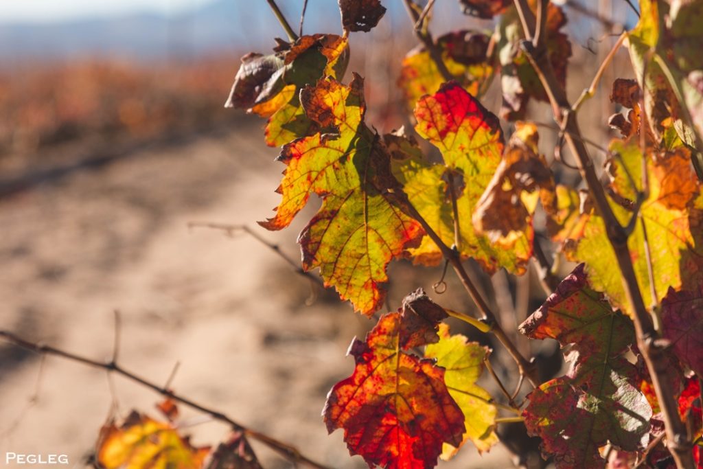 Fairview Pegleg Carignan