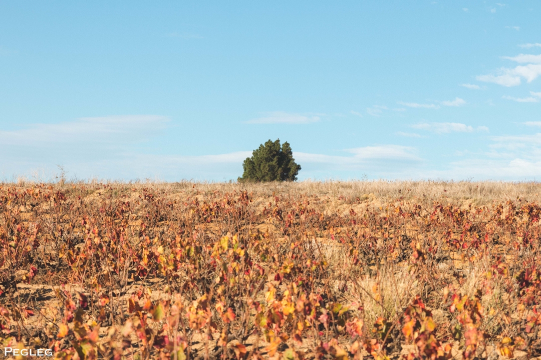 Fairview Pegleg Carignan