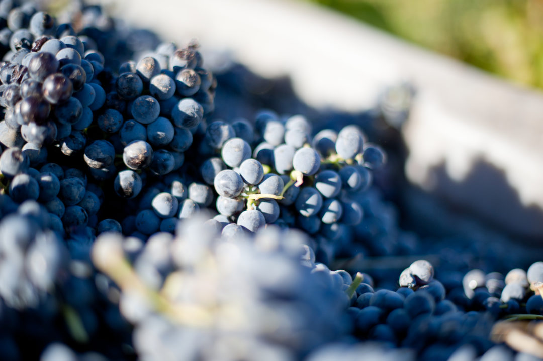 Fairview Piekenierskloof Grenache