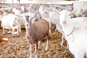 Happy World Farm Animal Day