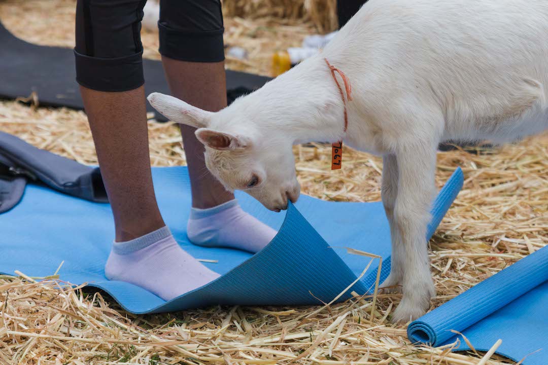 Fairview Goat Yoga