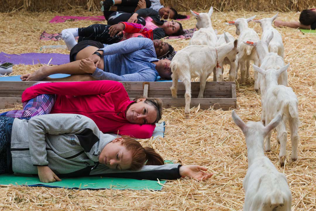 Fairview Goat Yoga