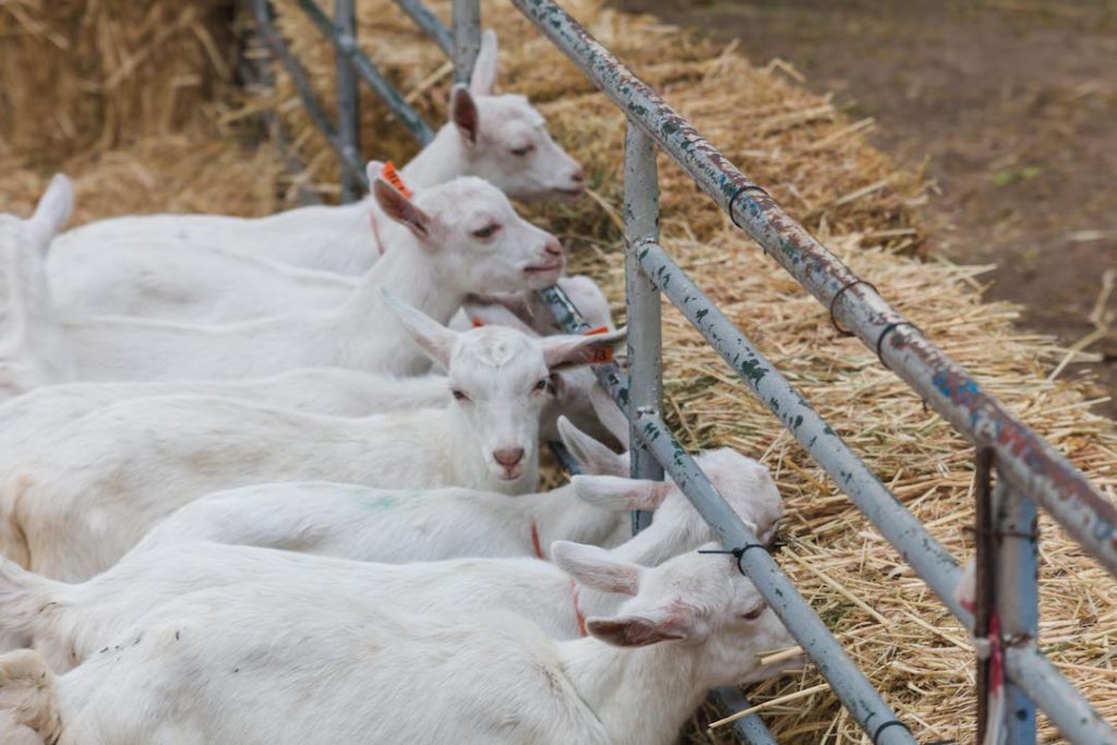 Fairview Goat Yoga