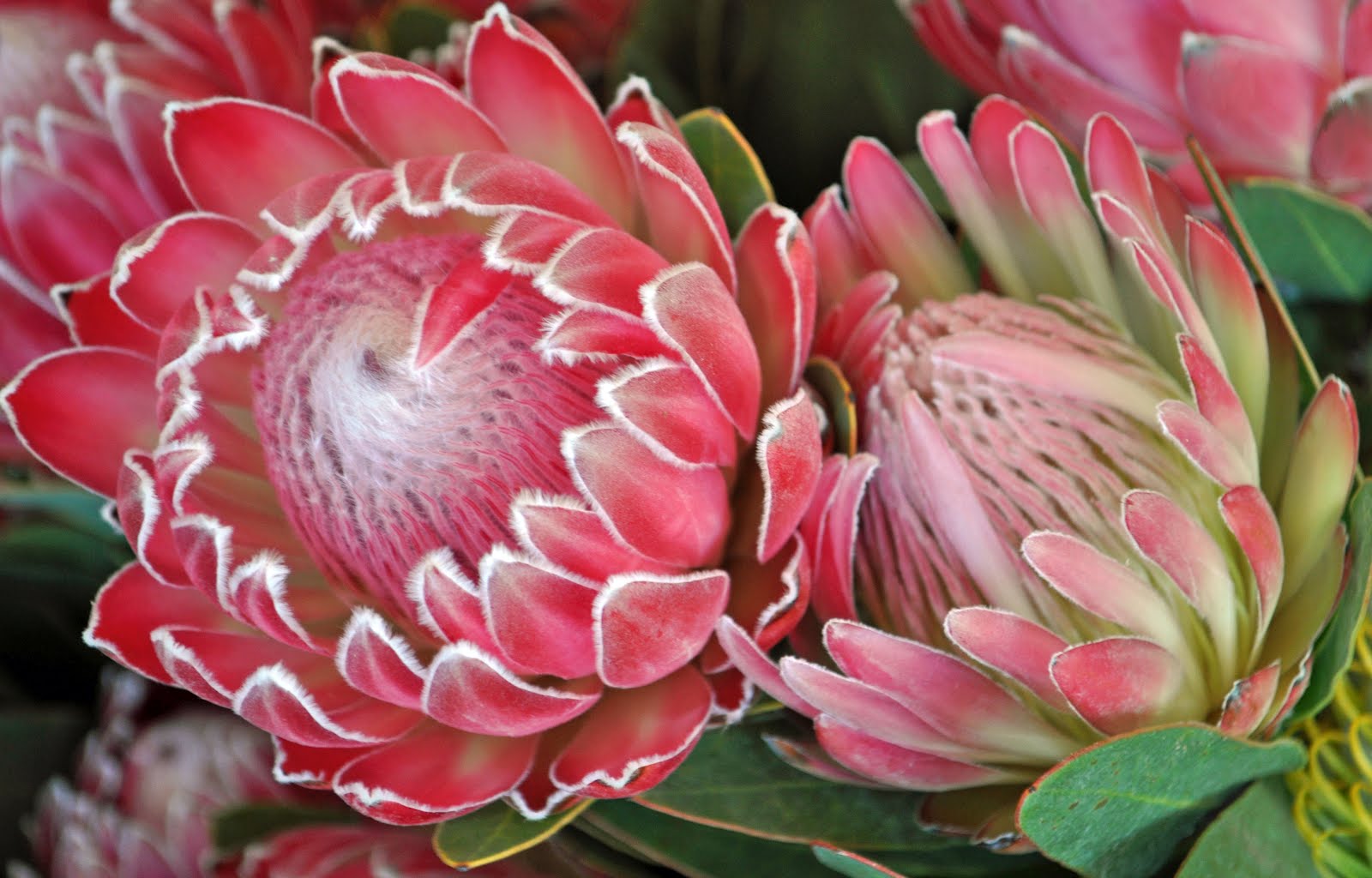 Protea Fairview
