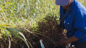 Fairview Cinsault Vineyard