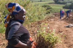 Planting a New Vineyard | Cinsault