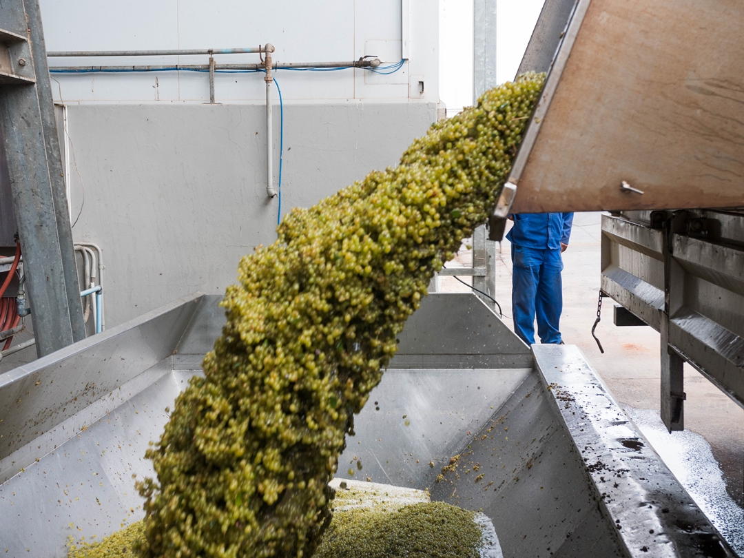 Fairview Cellar Tour