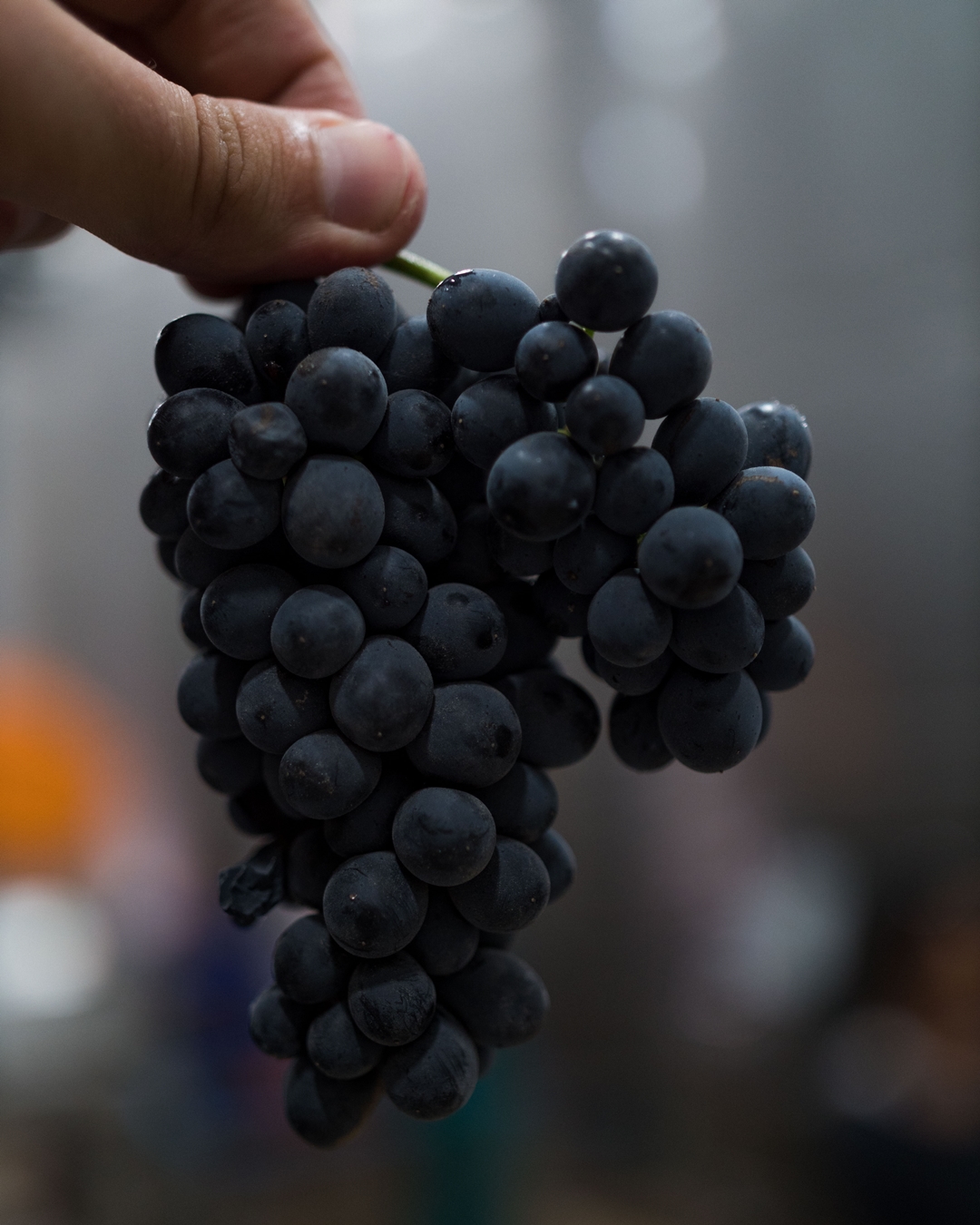 Fairview Cellar Tour