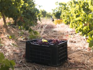 How to Farm in a Drought