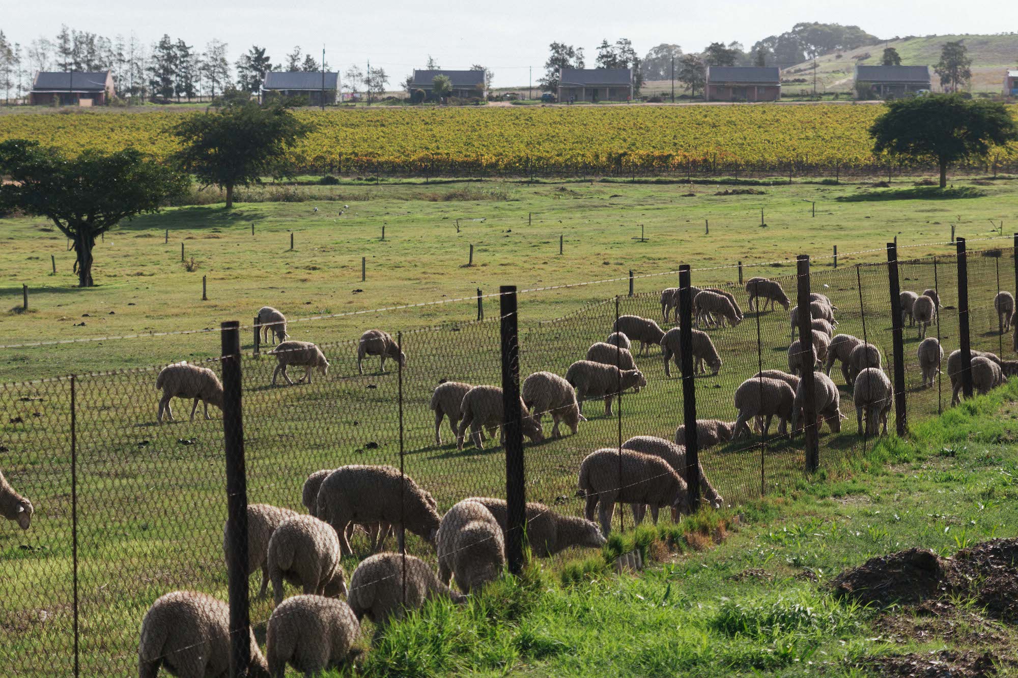 5 Benefits To Introducing Sheep To Your Land Fairview