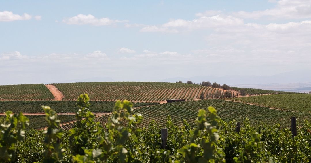 Vineyards in Darling