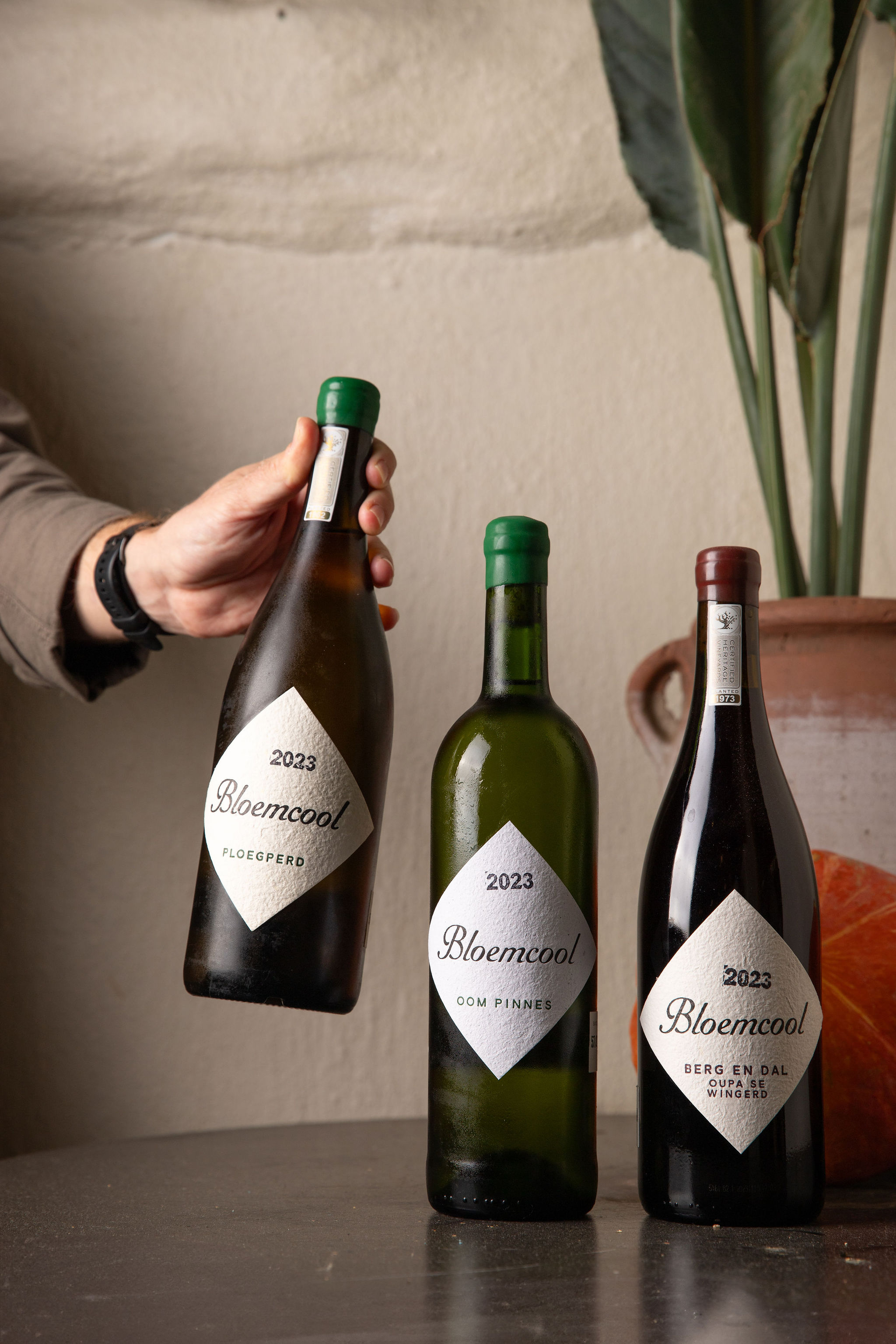 Best South African White Wines Ploegperd