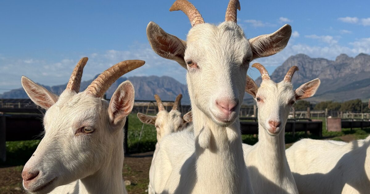 Fairview Saanen Goats